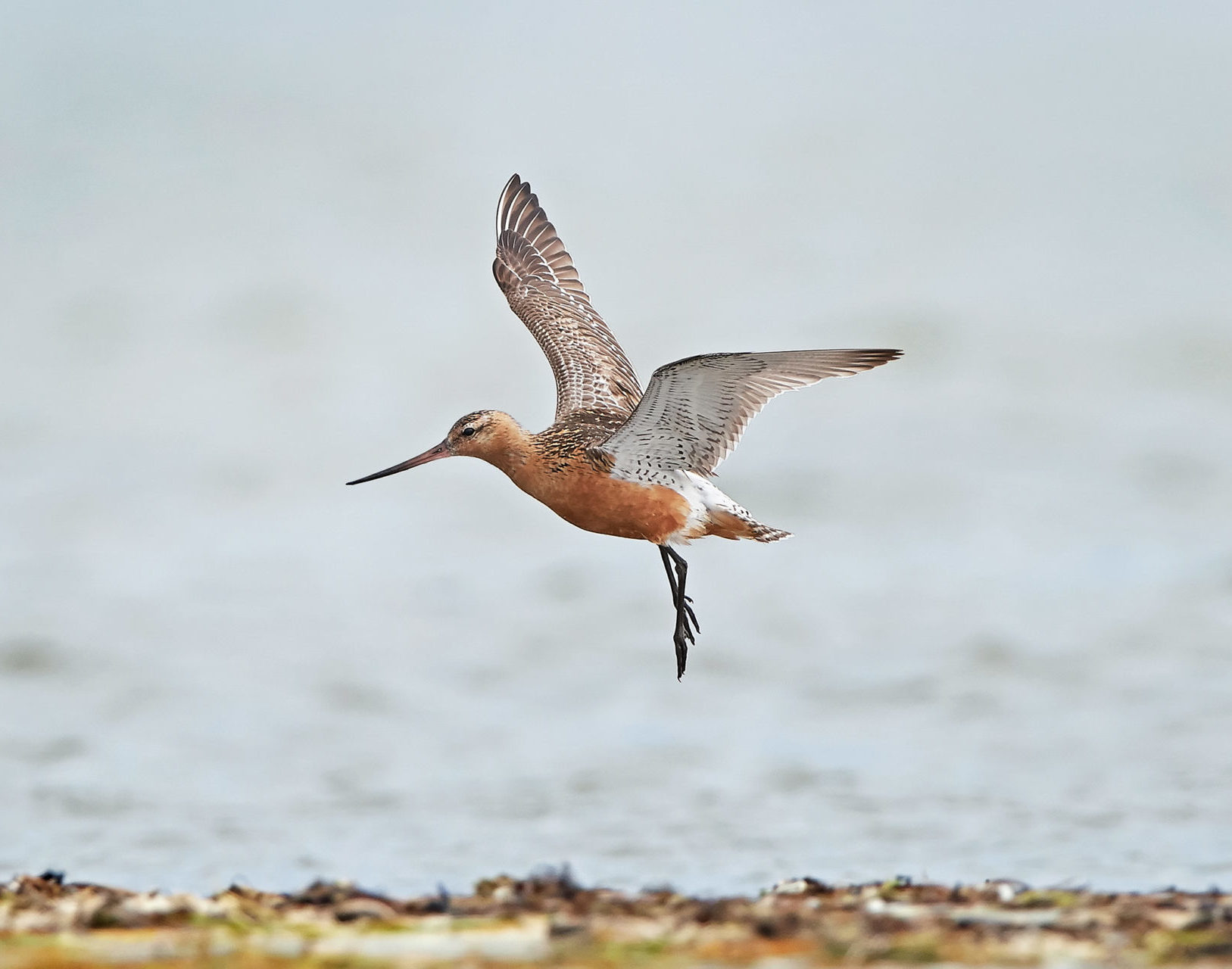 Bar-tailed godwit in flight with blue water in the background